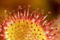 Drosera rotundifolia Ã¢â¬â the round-leaved sundew or common sundew